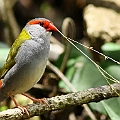 Red-browed Finch in Mt. Lewis<br />Canon EOS 7D + EF400 F5.6